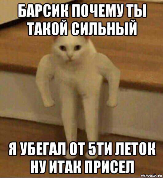 барсик почему ты такой сильный я убегал от 5ти леток ну итак присел, Мем  Полукот