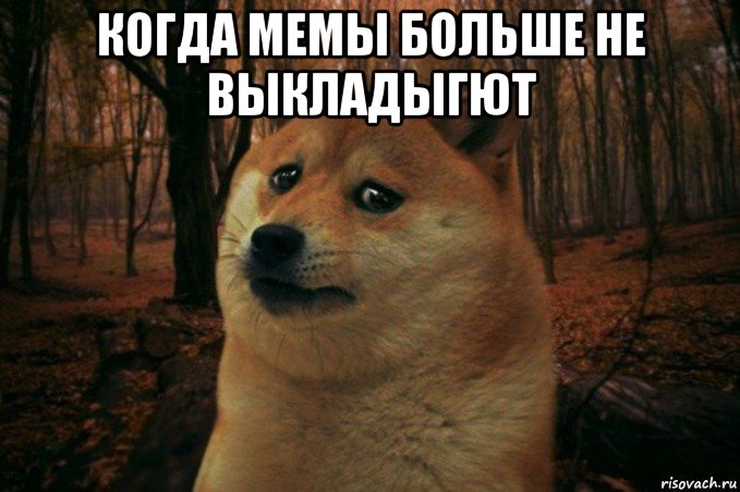 когда мемы больше не выкладыгют , Мем SAD DOGE