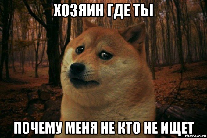 хозяин где ты почему меня не кто не ищет, Мем SAD DOGE