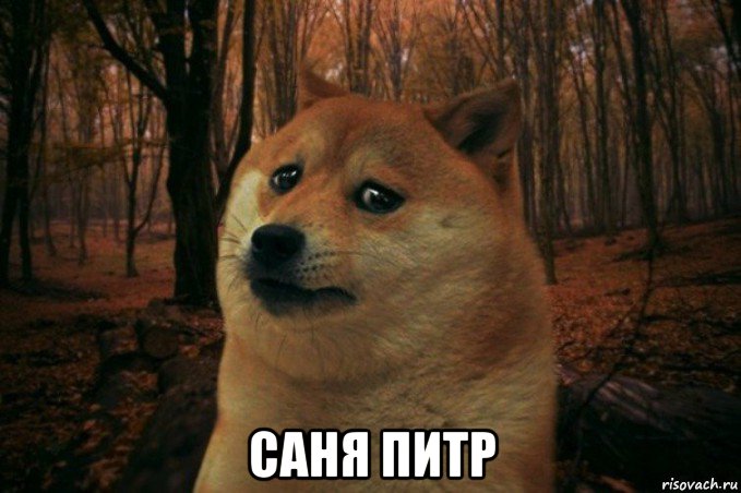  саня питр, Мем SAD DOGE