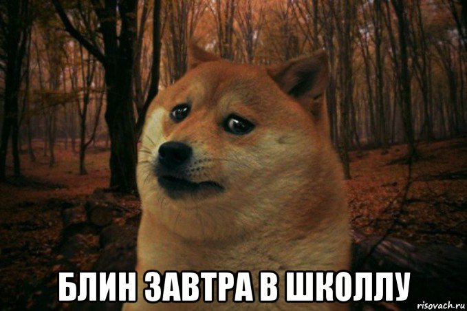  блин завтра в школлу, Мем SAD DOGE