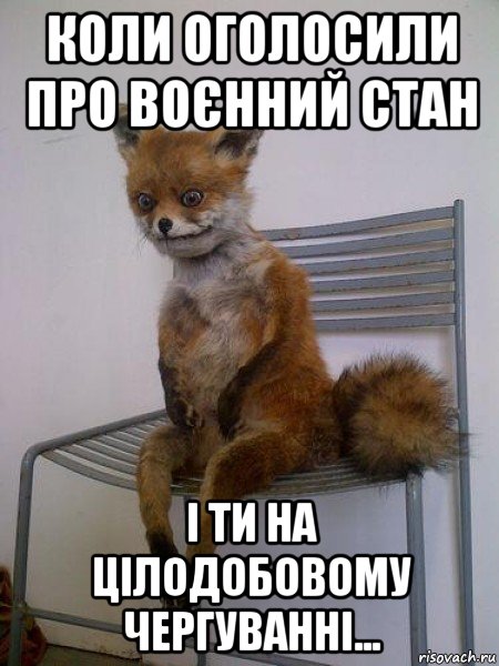 коли оголосили про воєнний стан і ти на цілодобовому чергуванні..., Мем Упоротая лиса