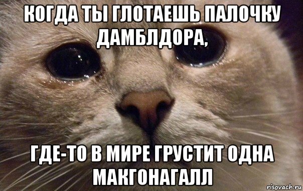 когда ты глотаешь палочку дамблдора, где-то в мире грустит одна макгонагалл, Мем   В мире грустит один котик