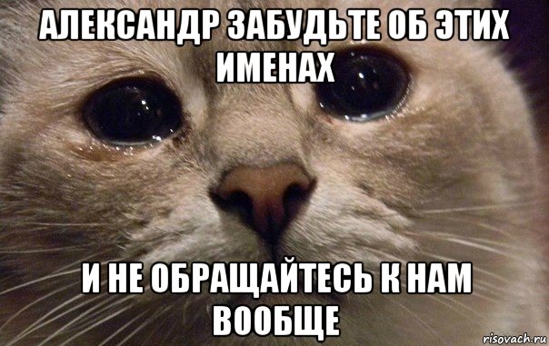 александр забудьте об этих именах и не обращайтесь к нам вообще, Мем   В мире грустит один котик