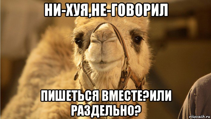 ни-хуя,не-говорил пишеться вместе?или раздельно?