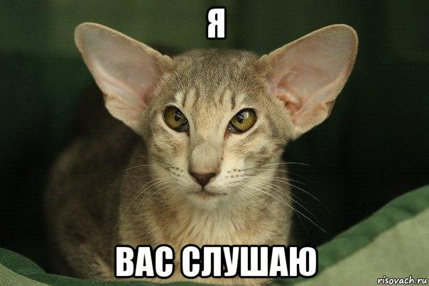 я вас слушаю