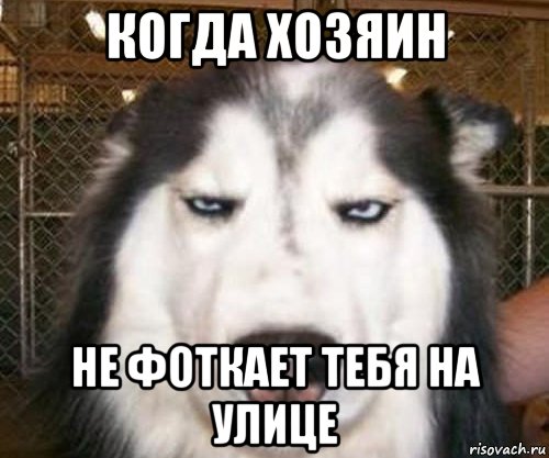 когда хозяин не фоткает тебя на улице, Мем задолбал