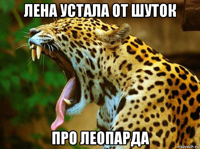 лена устала от шуток про леопарда, Мем Зевающий леопард