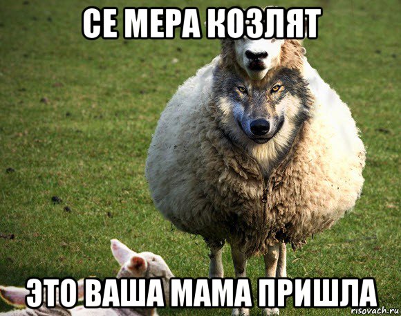 се мера козлят это ваша мама пришла, Мем Злая Овца