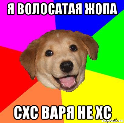 я волосатая жопа схс варя не хс, Мем Advice Dog