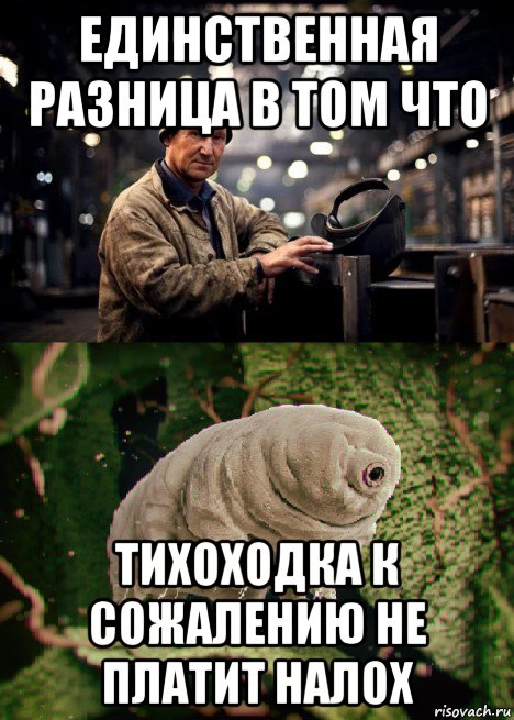 единственная разница в том что тихоходка к сожалению не платит налох