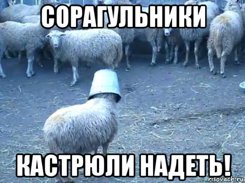 сорагульники кастрюли надеть!