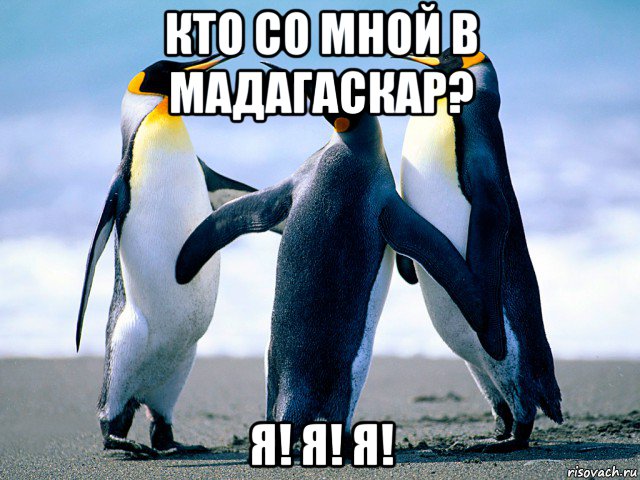 кто со мной в мадагаскар? я! я! я!