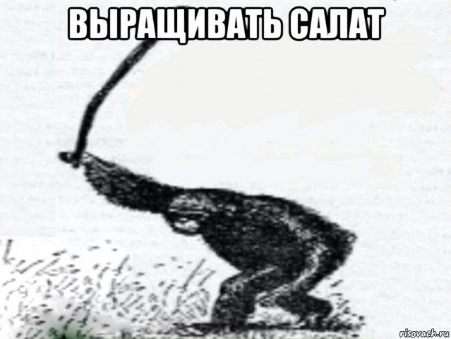выращивать салат 