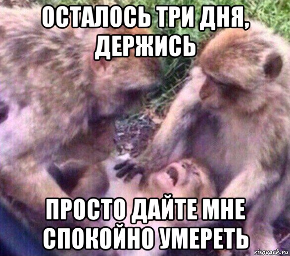 осталось три дня, держись просто дайте мне спокойно умереть