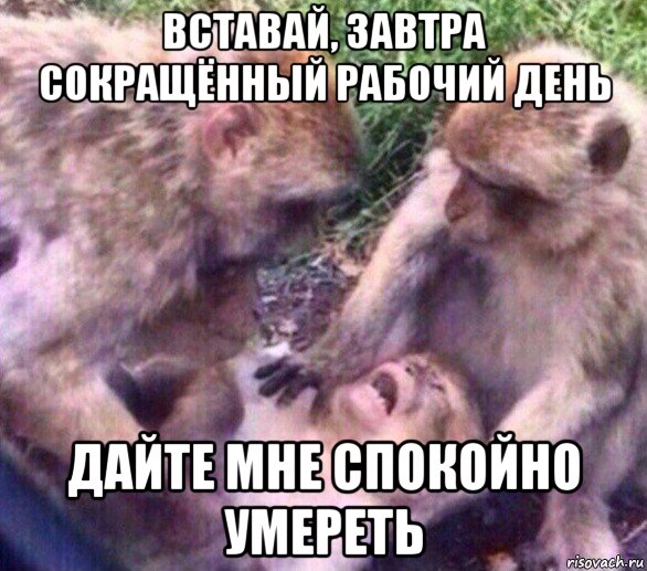 вставай, завтра сокращённый рабочий день дайте мне спокойно умереть