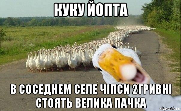 куку йопта в соседнем селе чіпси 2гривні стоять велика пачка, Мем гуси