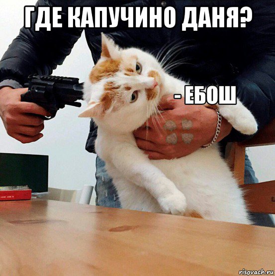 где капучино даня? , Мем  Кот ЕБОШ