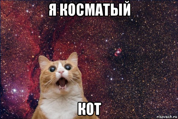 я косматый кот