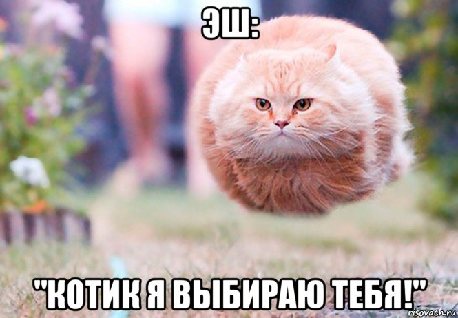 эш: "котик я выбираю тебя!"