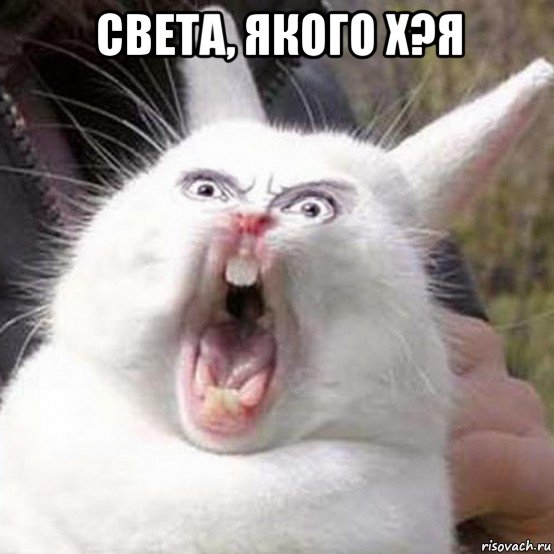 света, якого х?я , Мем Кролик орет reversed
