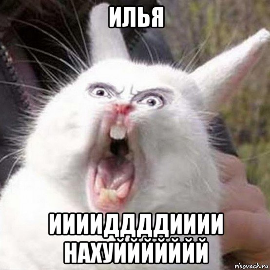 илья ииииддддииии нахуййййййй, Мем Кролик орет reversed