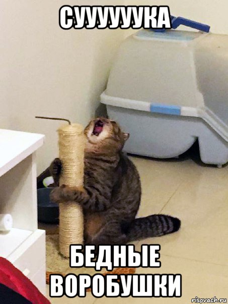 суууууука бедные воробушки, Мем Орущий кот