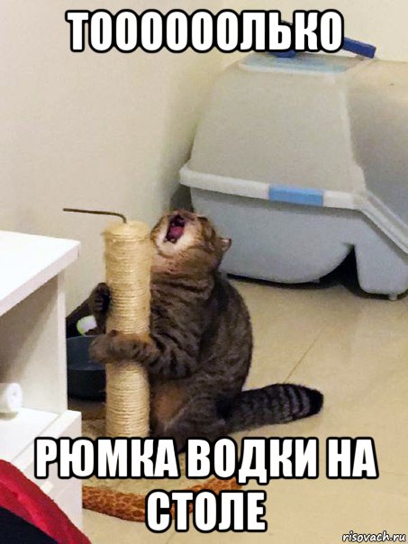тоооооолько рюмка водки на столе, Мем Орущий кот