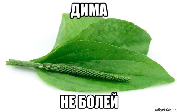 дима не болей