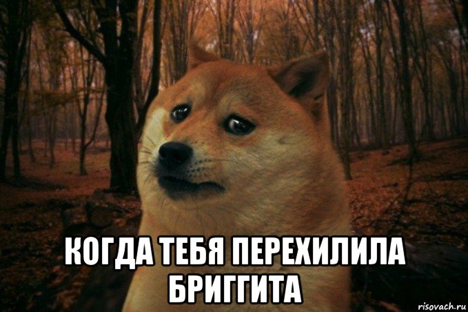  когда тебя перехилила бриггита, Мем SAD DOGE