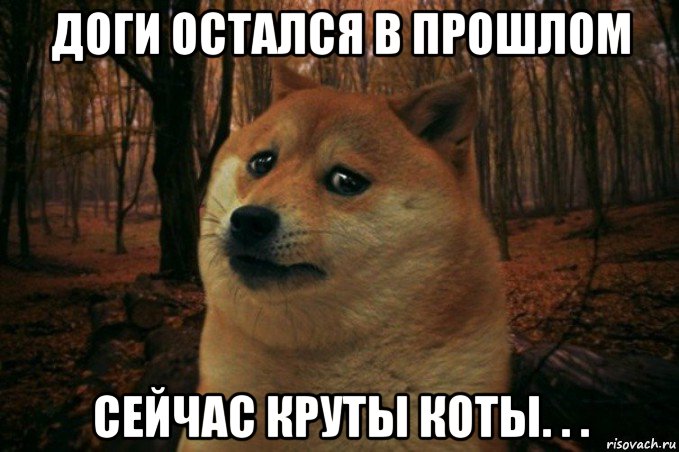 доги остался в прошлом сейчас круты коты. . ., Мем SAD DOGE