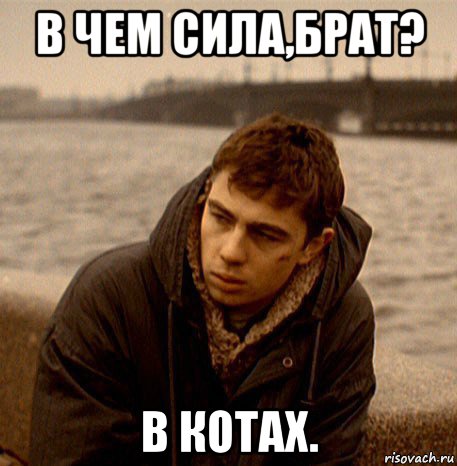 в чем сила,брат? в котах.