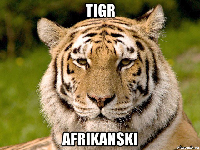 tigr afrikanski