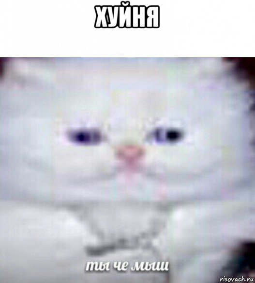 хуйня , Мем Ты че мыш