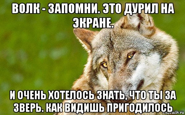 волк - запомни. это дурил на экране. и очень хотелось знать, что ты за зверь. как видишь пригодилось, Мем   Volf