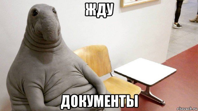 жду документы