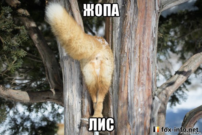 жопа лис, Мем Жополиз