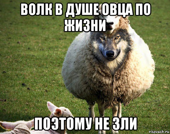волк в душе овца по жизни поэтому не зли, Мем Злая Овца