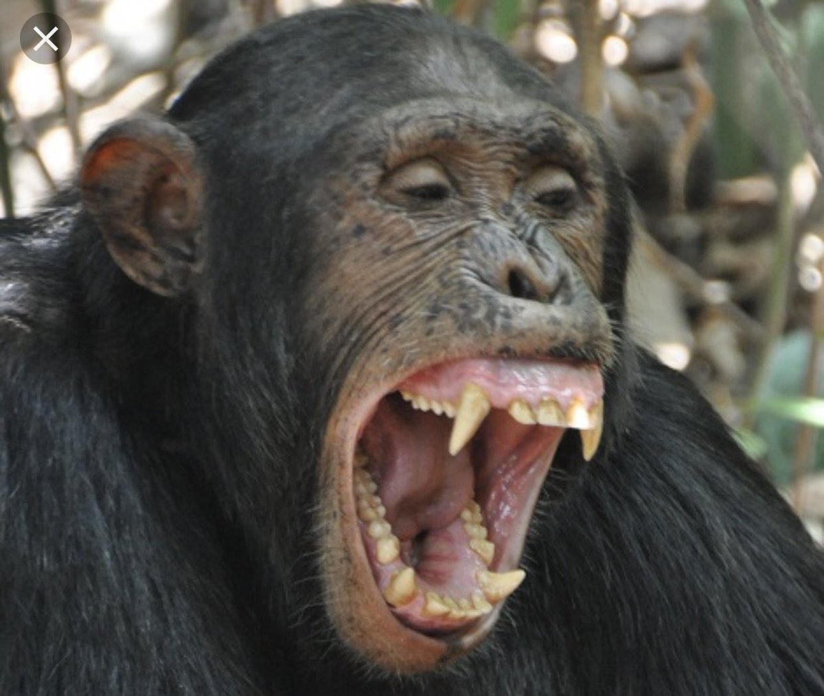 Клыки шимпанзе