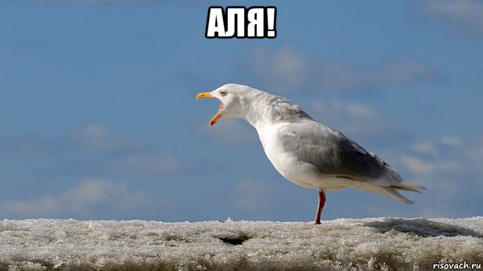 аля! 