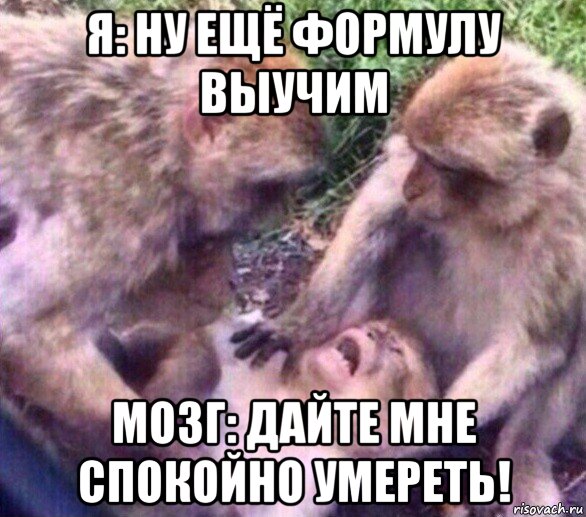 я: ну ещё формулу выучим мозг: дайте мне спокойно умереть!