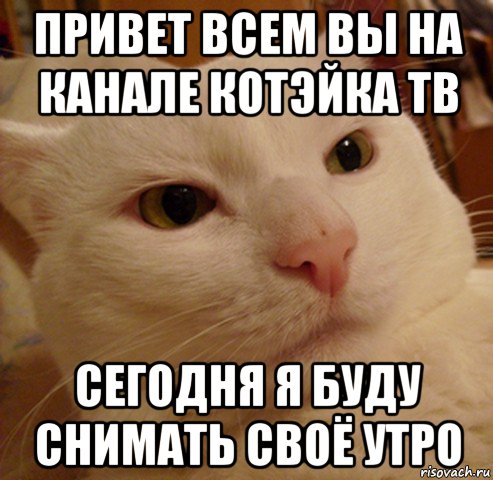 привет всем вы на канале котэйка тв сегодня я буду снимать своё утро, Мем Дерзкий котэ