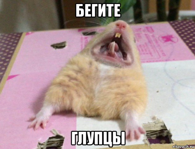 бегите глупцы