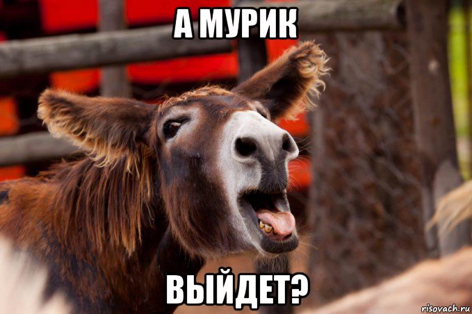 а мурик выйдет?