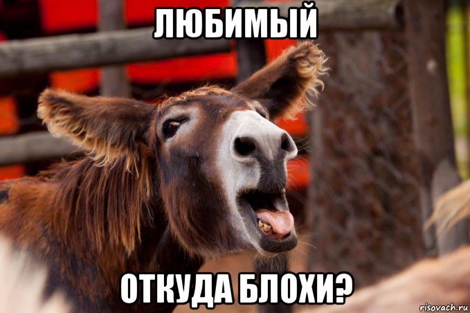 любимый откуда блохи?