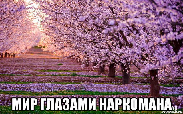  мир глазами наркомана, Мем J