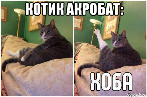 котик акробат: 