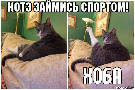 котэ займись спортом! , Комикс Кот Хоба