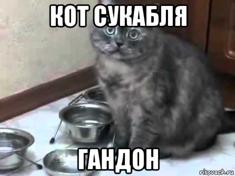 кот сукабля гандон, Мем Кот хочет кушать