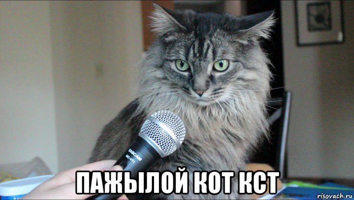  пажылой кот кст